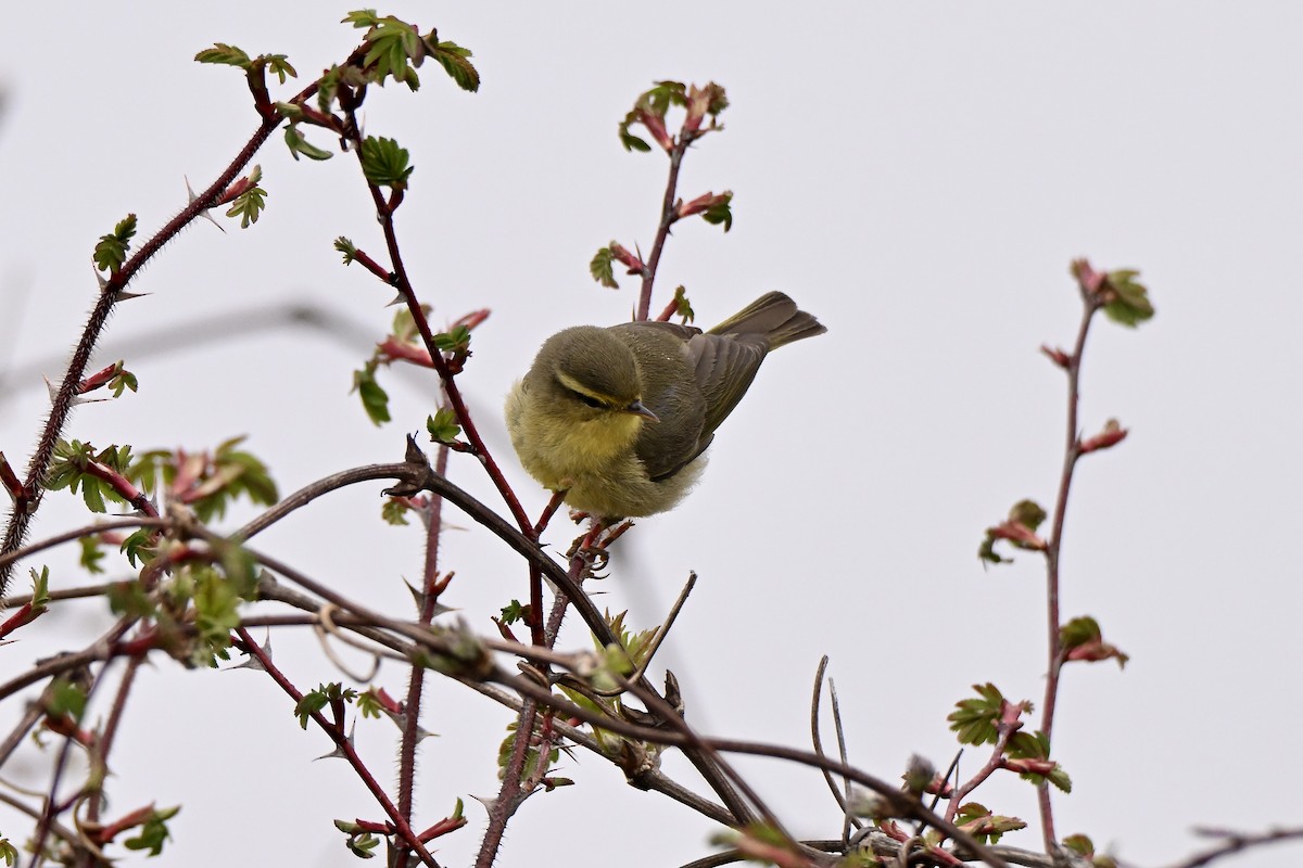 Tickell's Leaf Warbler - ML638713227