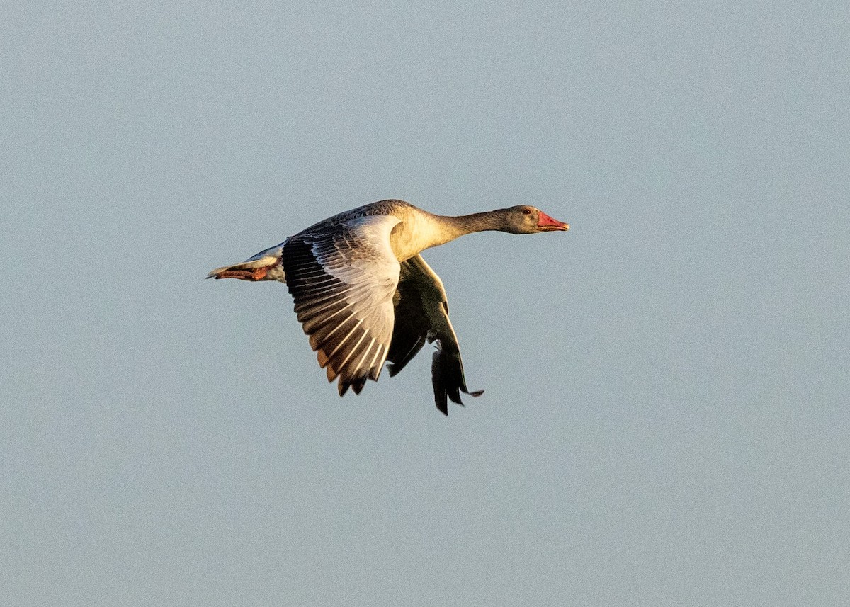 Graylag Goose - ML638713228