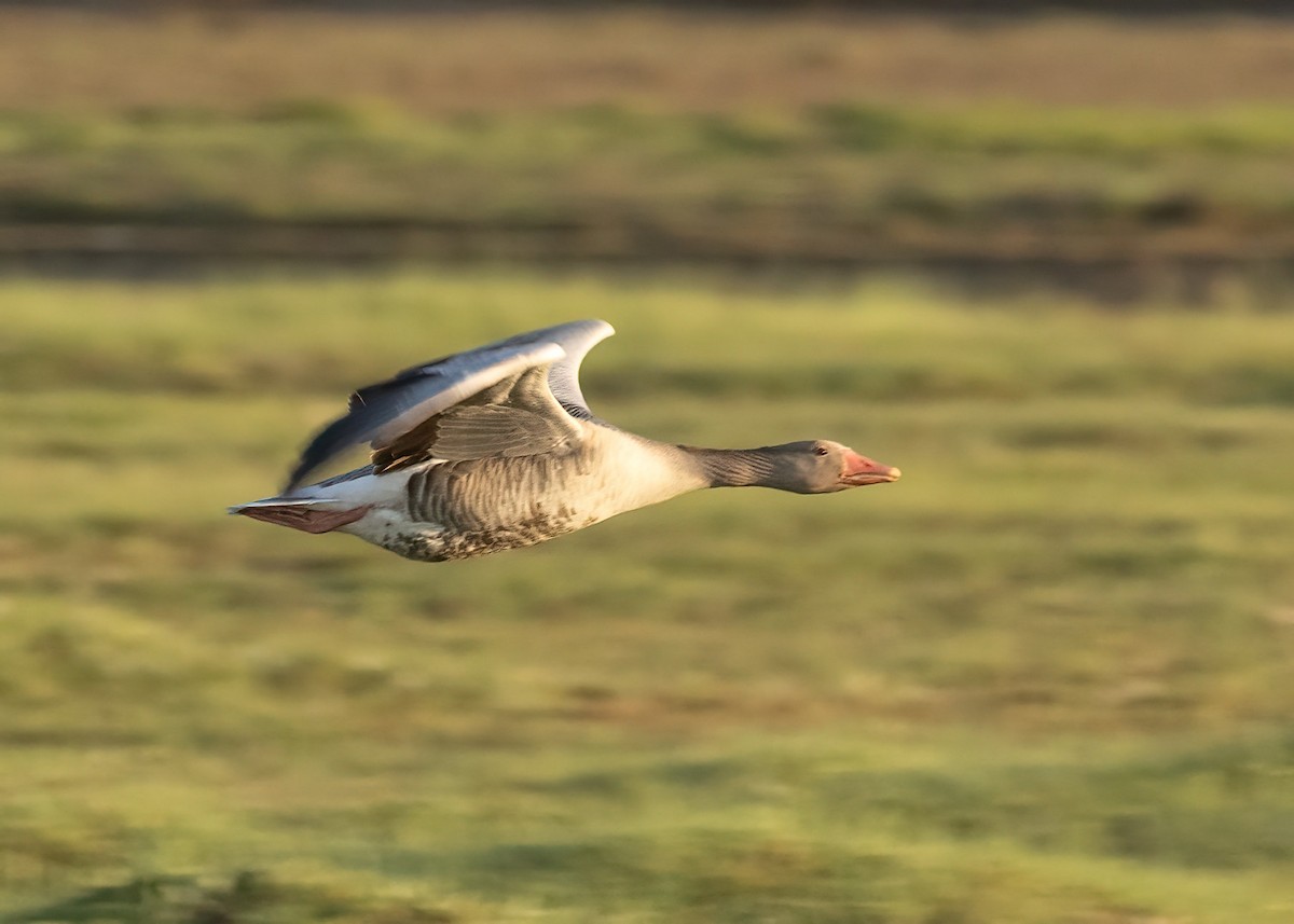 Graylag Goose - ML638713230