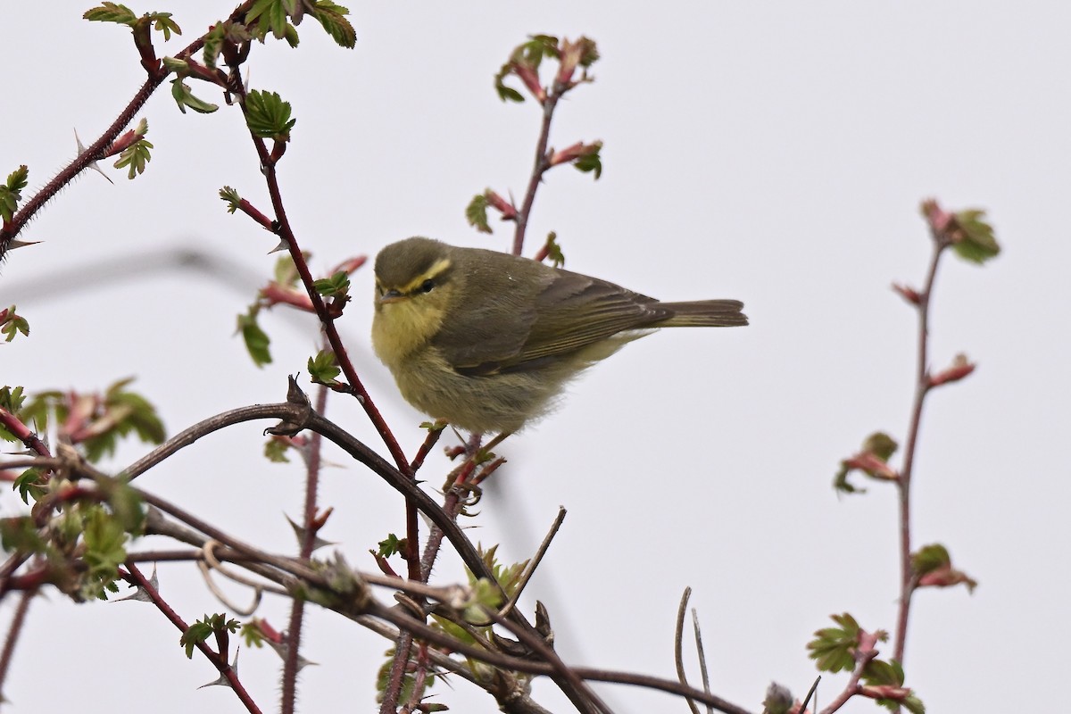 Tickell's Leaf Warbler - ML638713231