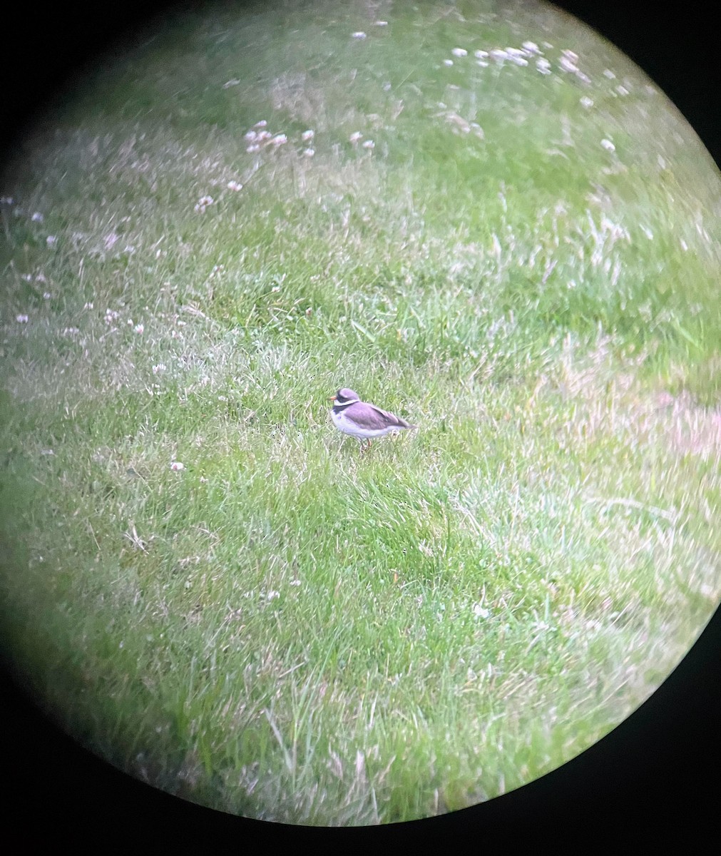 kulík písečný - ML638713248