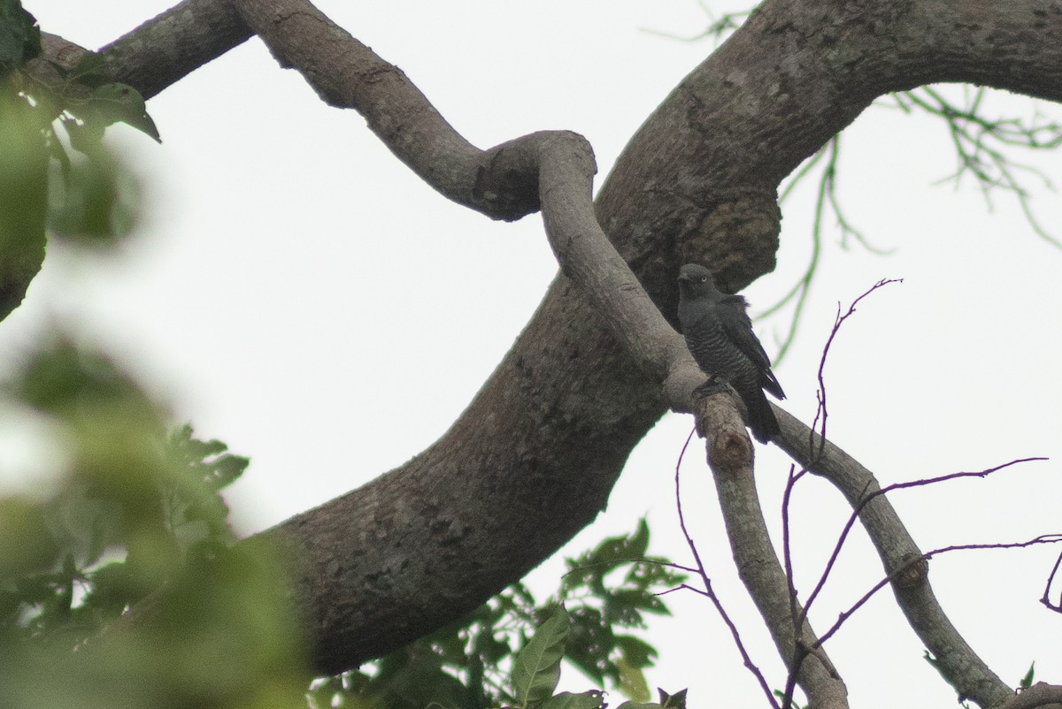 Bar-bellied Cuckooshrike (Philippine) - ML638713257
