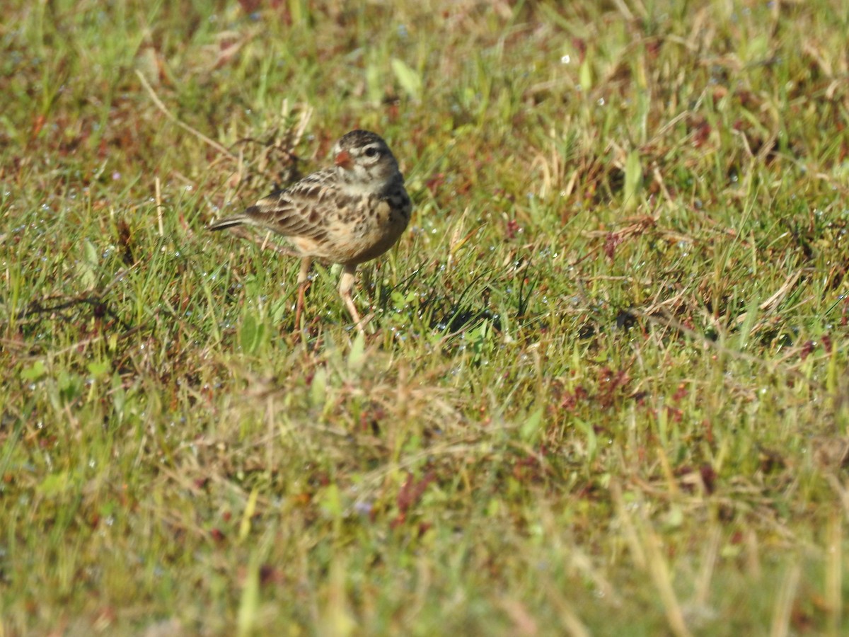 Pink-billed Lark - ML638713313