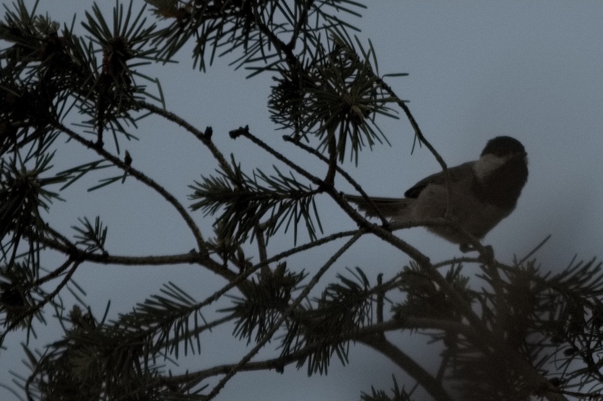 Mexican Chickadee - ML638713370