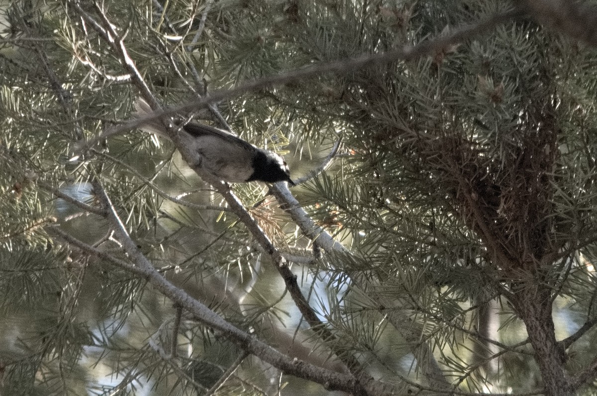 Mexican Chickadee - ML638713372