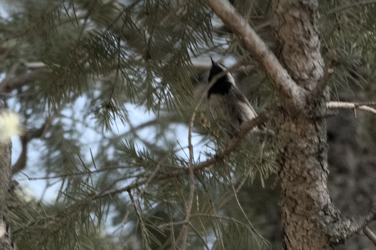Mexican Chickadee - ML638713373