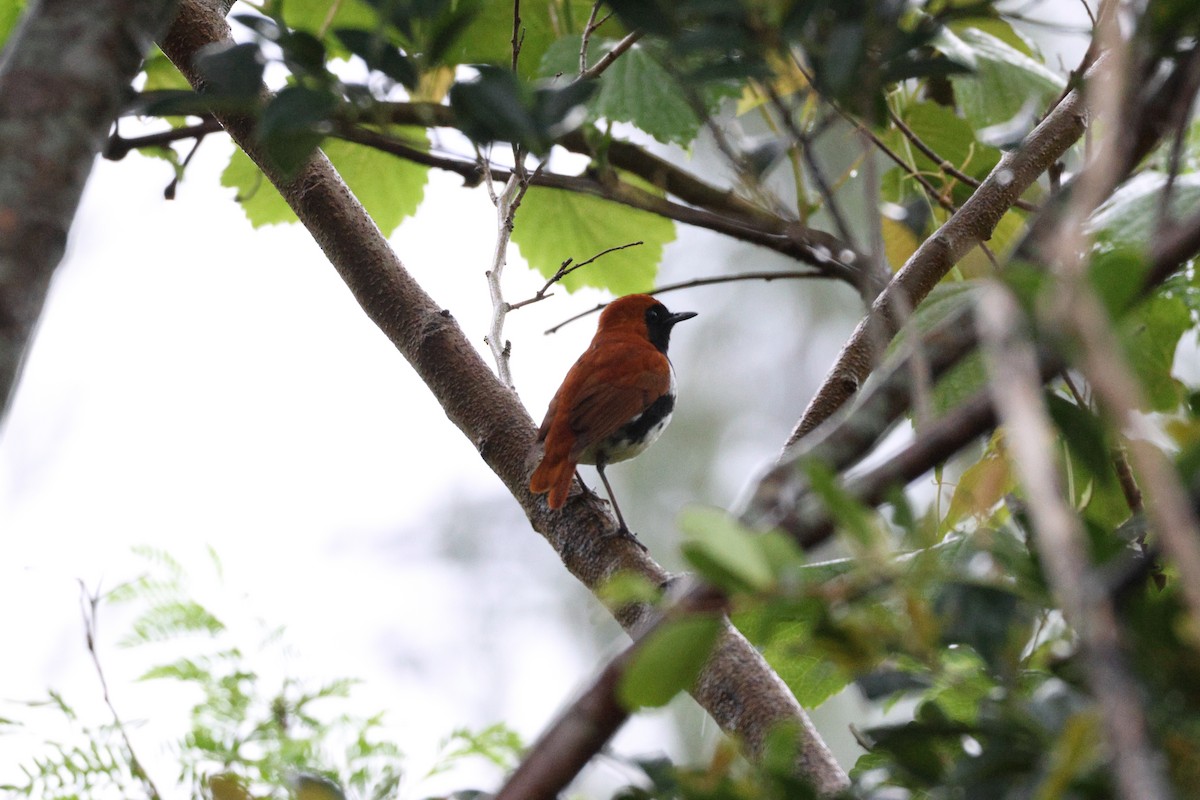 Ryukyu Robin - ML638713380