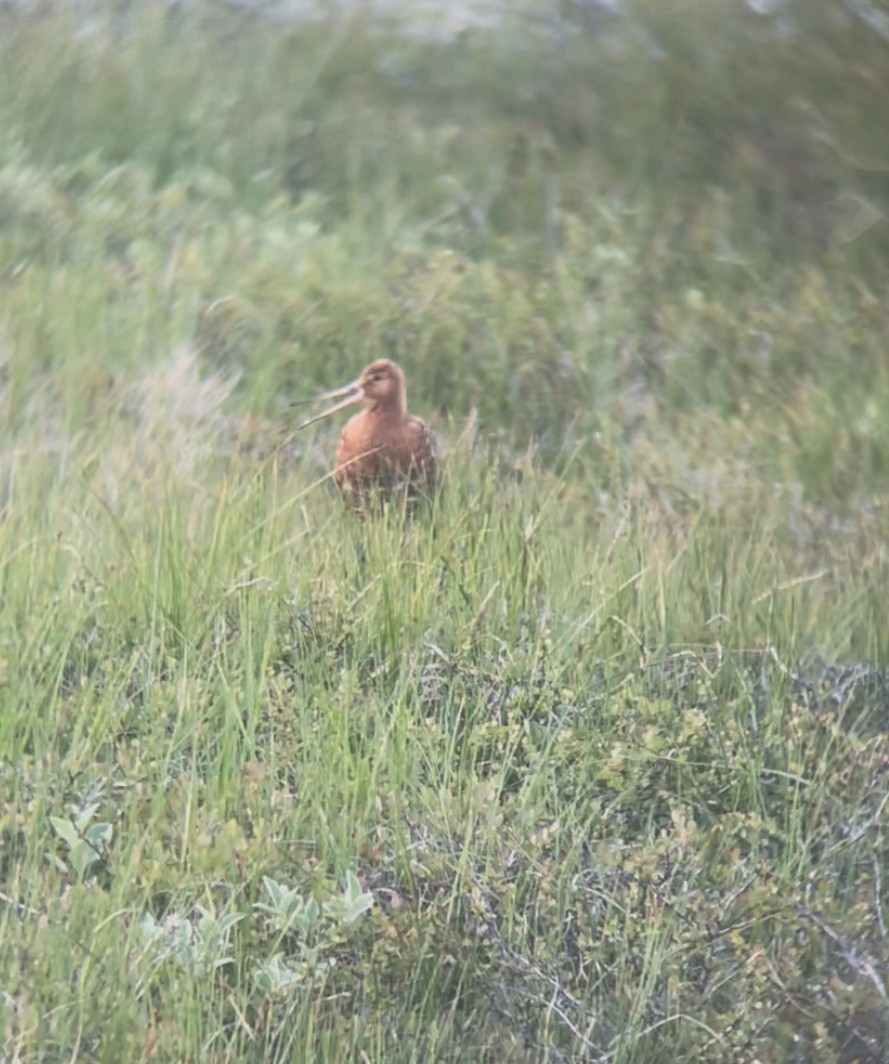 břehouš černoocasý - ML638713389