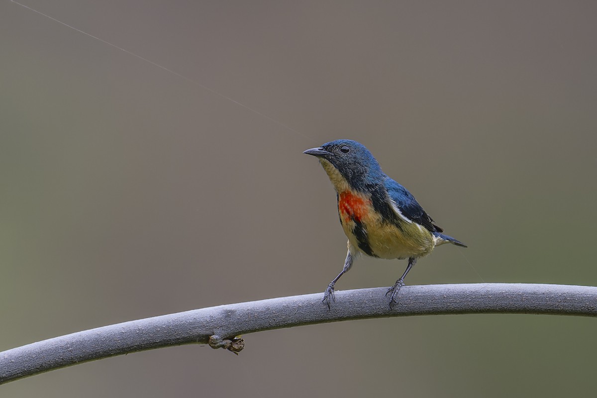Fire-breasted Flowerpecker - ML638713401