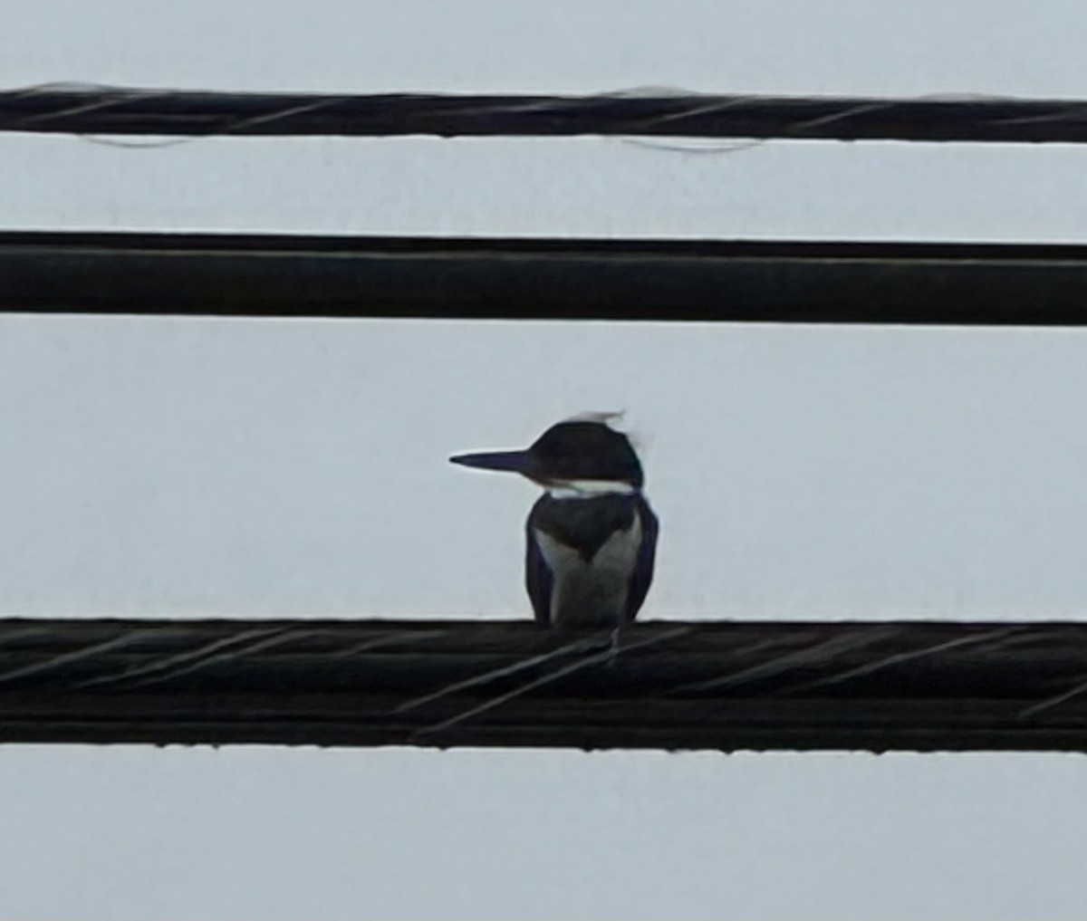 Martin-pêcheur d'Amérique - ML638713438