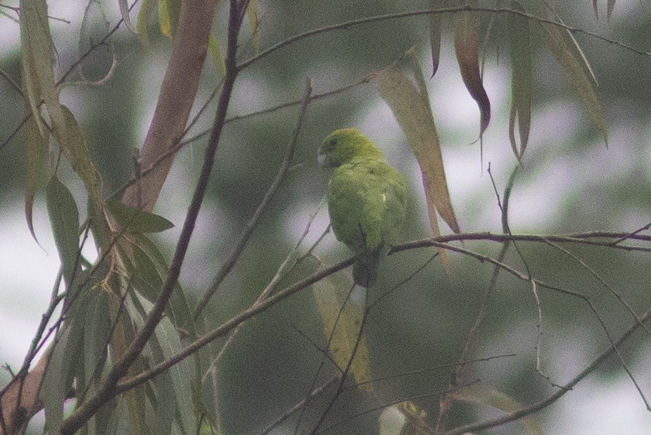 Green Racquet-tail - ML638713441