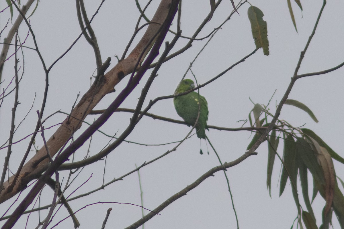 Green Racquet-tail - ML638713442