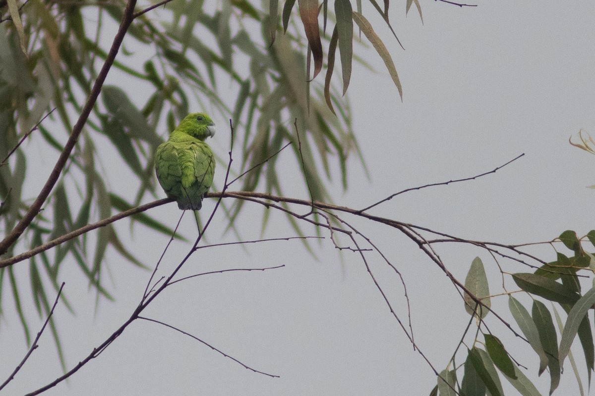 Green Racquet-tail - ML638713443