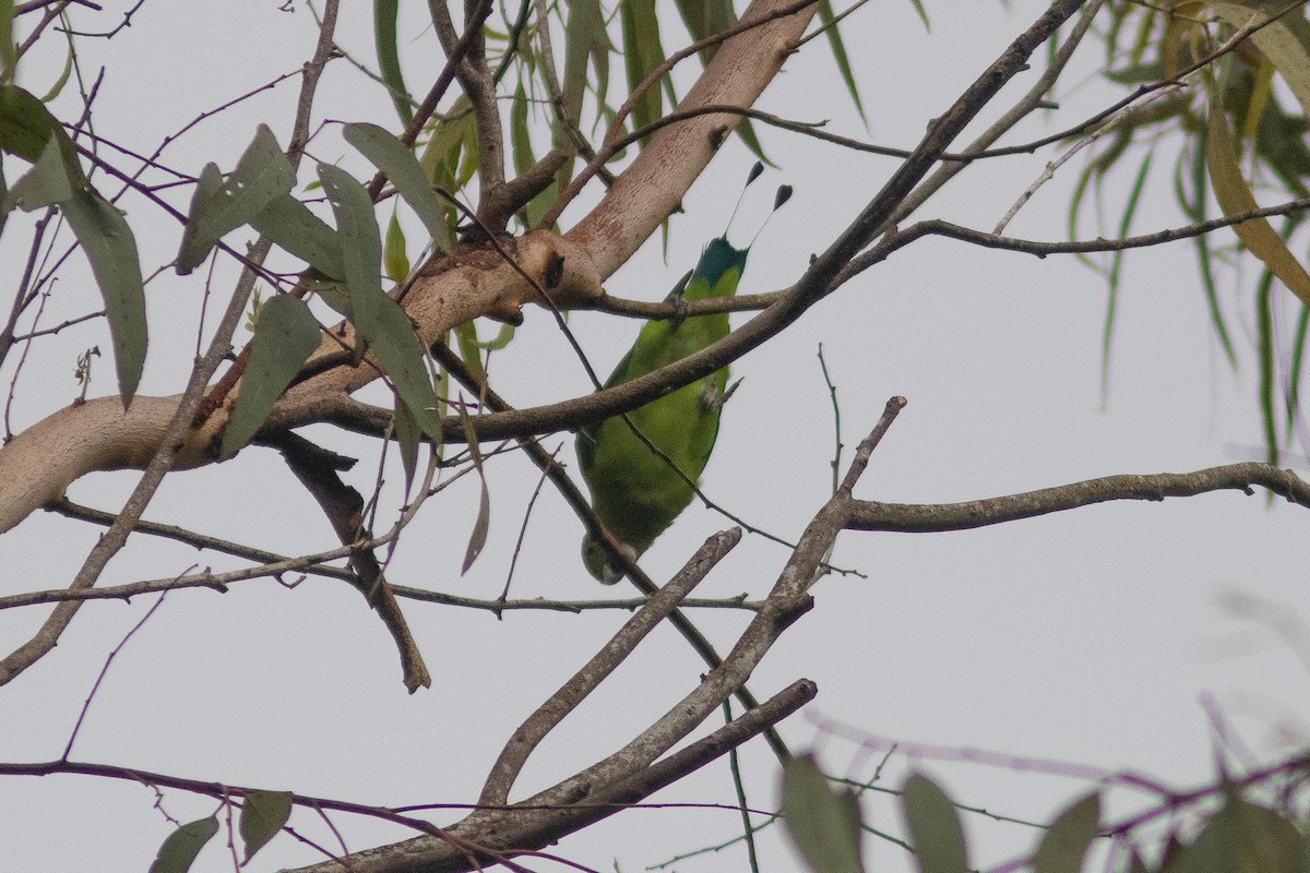 Green Racquet-tail - ML638713444