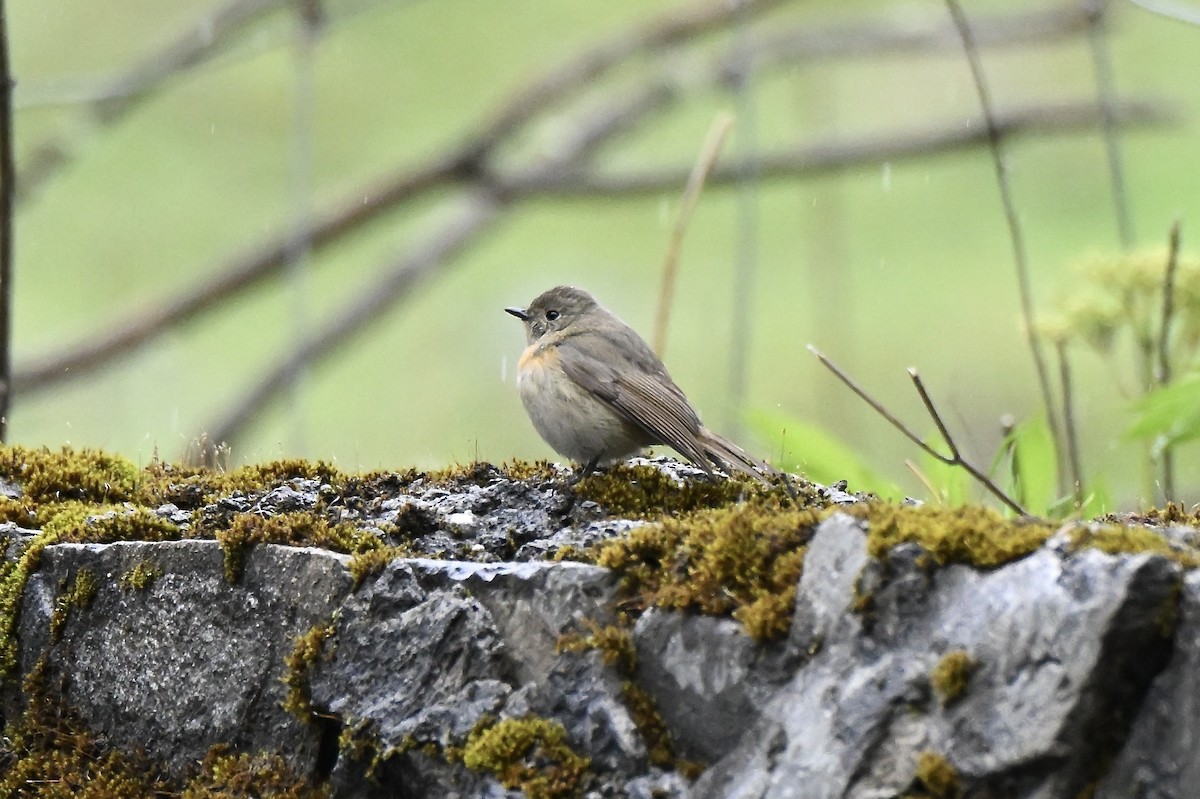 Slaty-backed Flycatcher - ML638713482