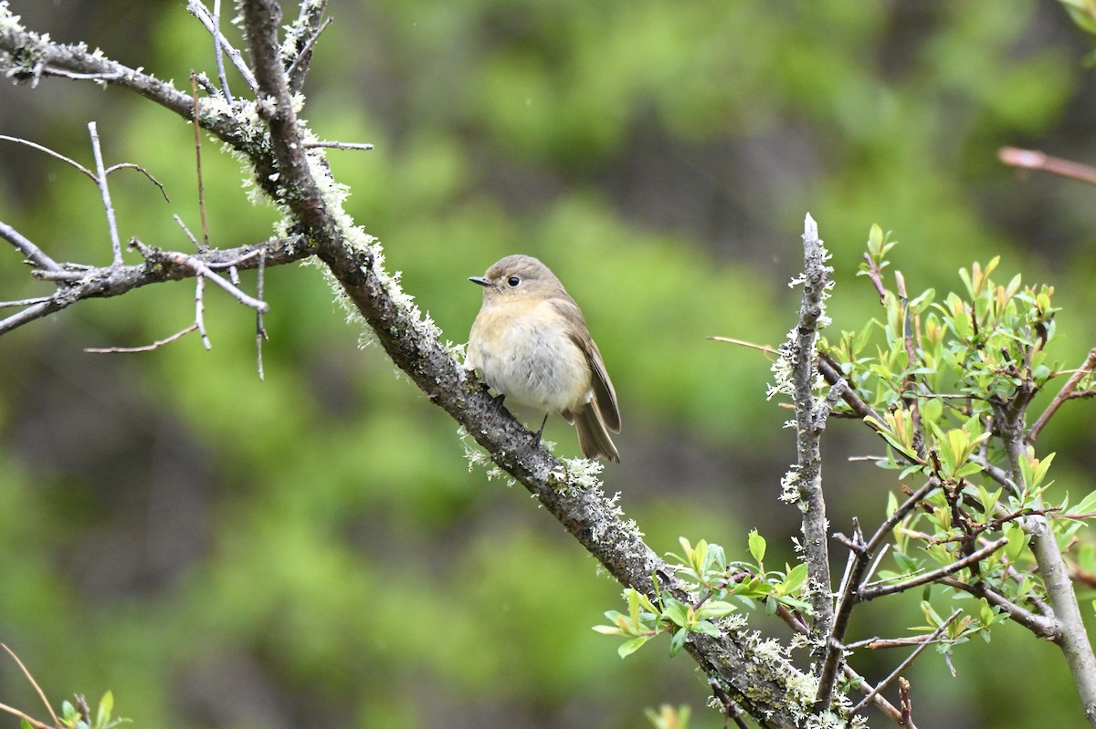 Slaty-backed Flycatcher - ML638713486
