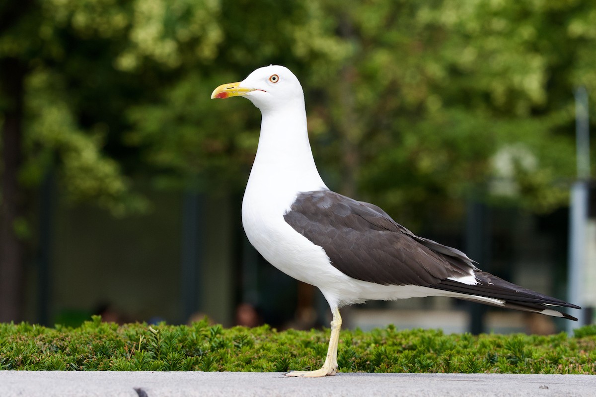 Zafferano (fuscus) - ML638713512