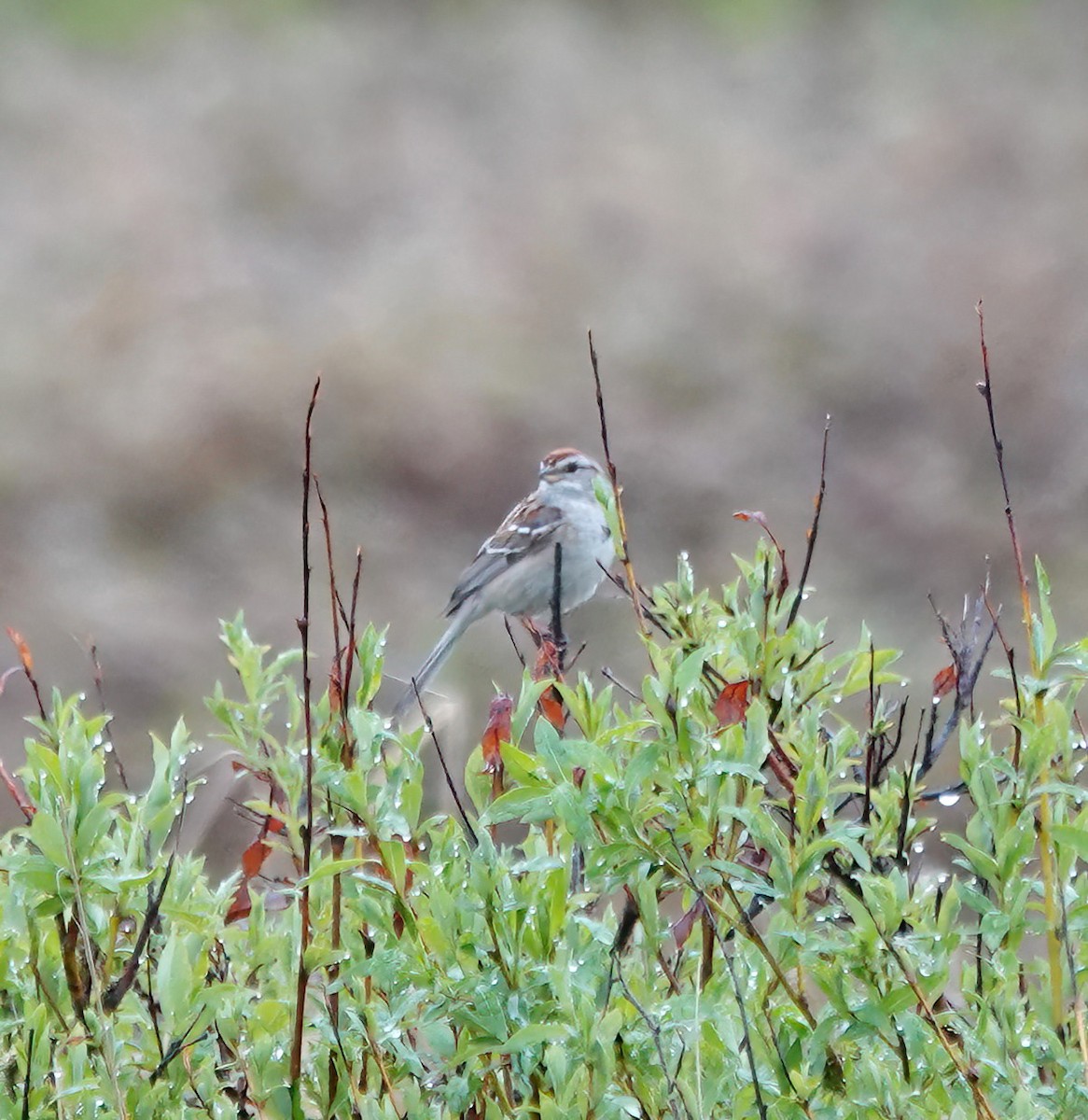 American Tree Sparrow - ML638713522