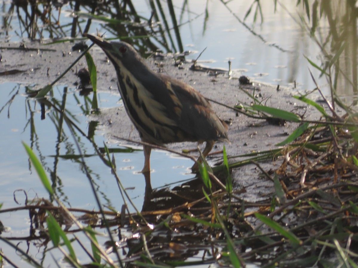 Dwarf Bittern - ML638713560