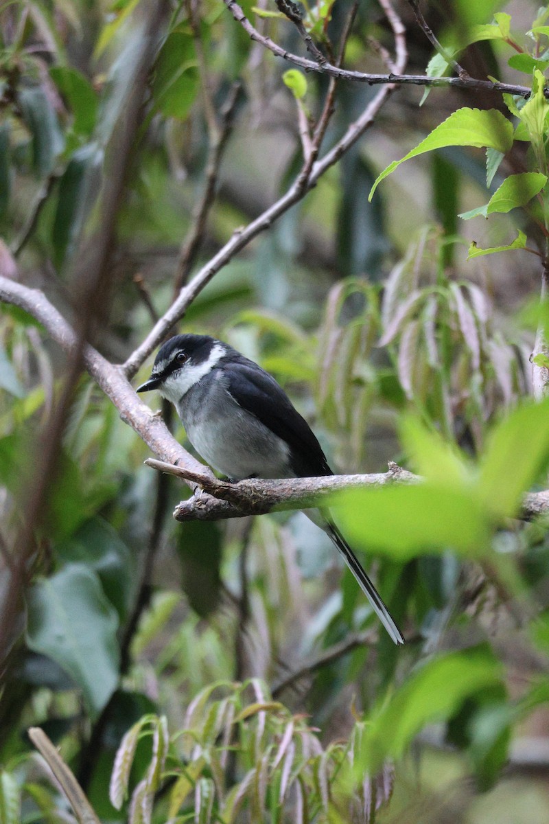 Ryukyu Minivet - ML638713609