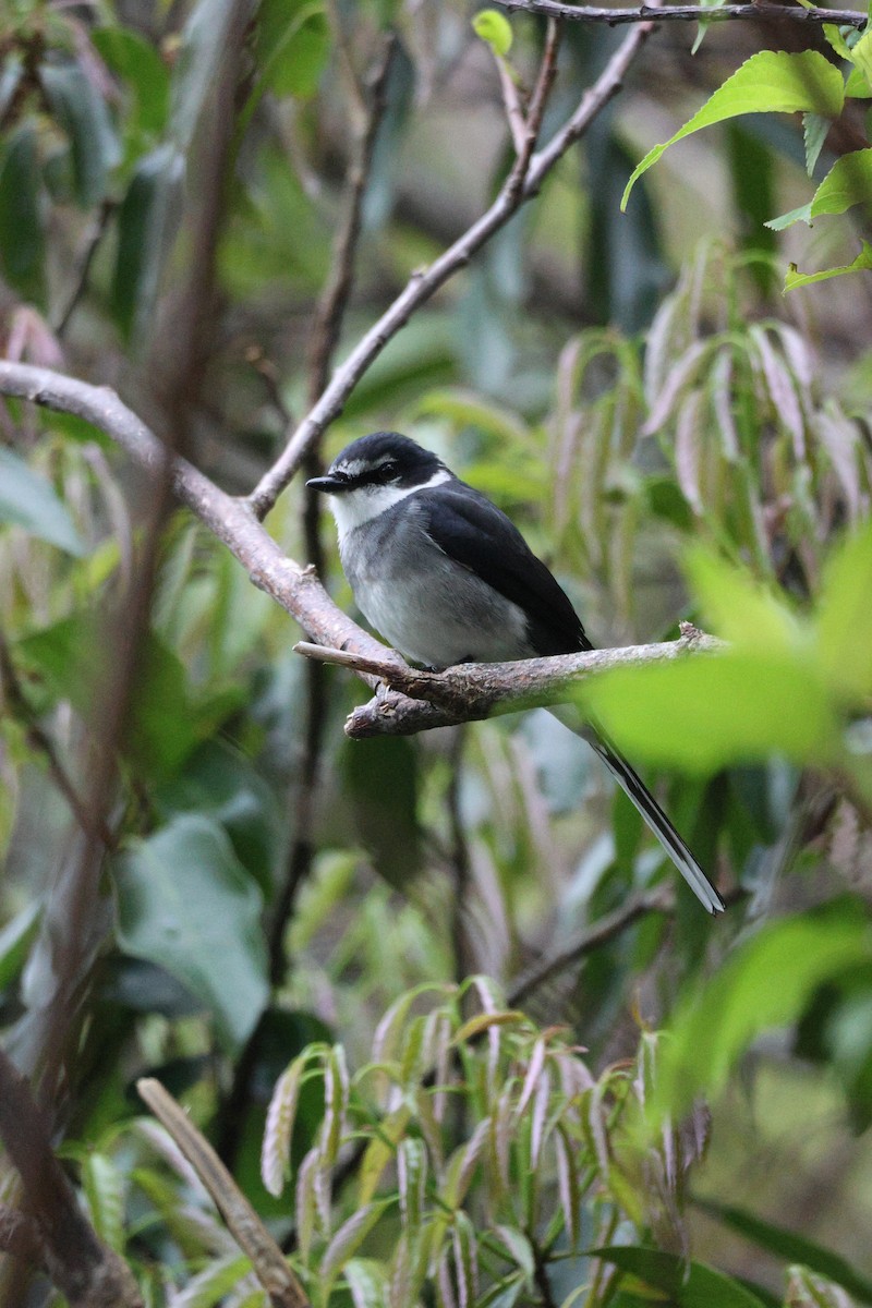 Ryukyu Minivet - ML638713610