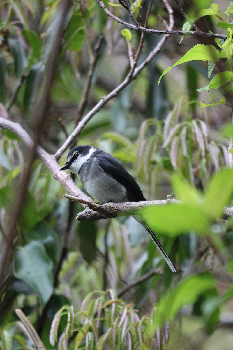Ryukyu Minivet - ML638713611