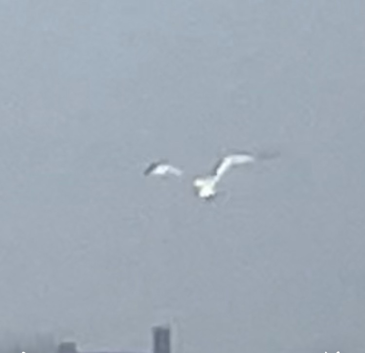 שחף בלתי-מזוהה - ML638713647