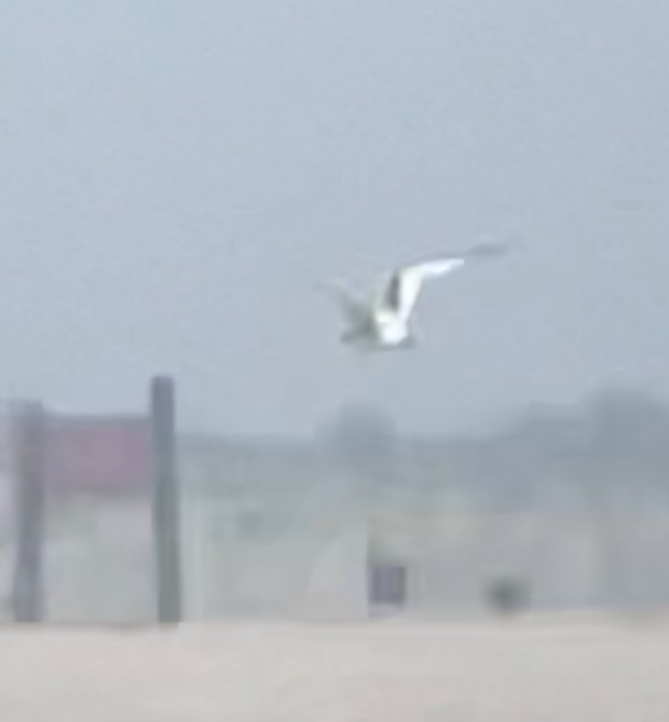 שחף בלתי-מזוהה - ML638713649