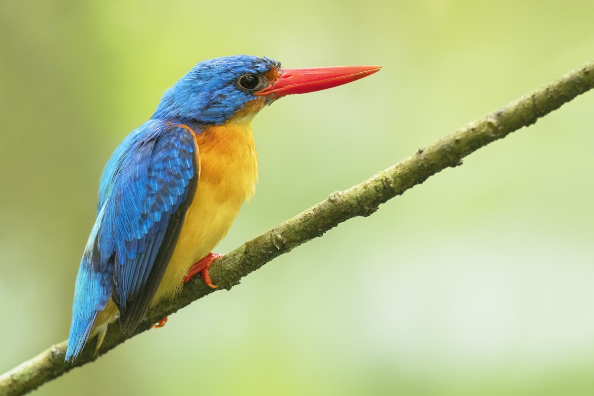 Dimorphic Dwarf-Kingfisher - ML638713725