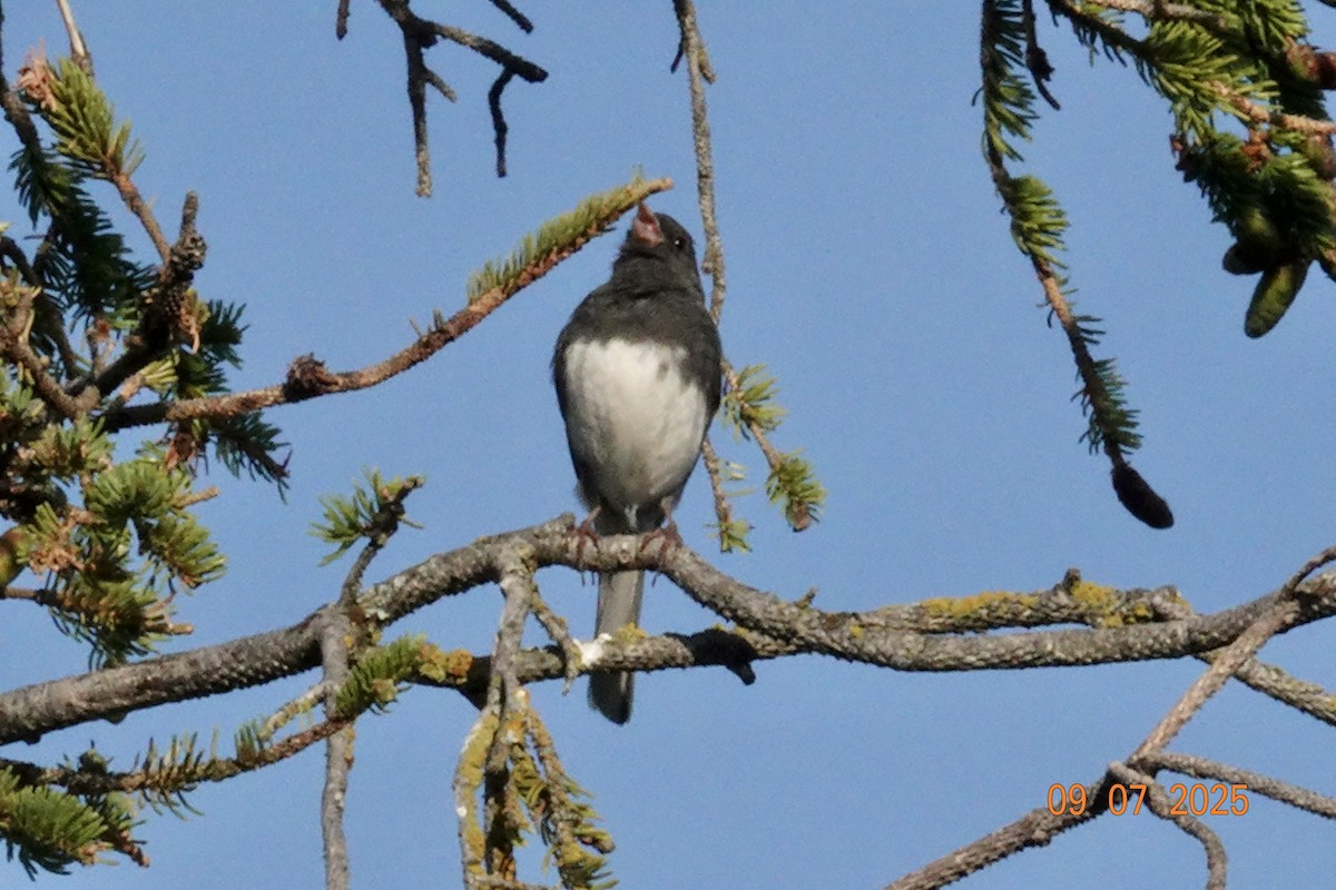 Dark-eyed Junco - ML638713743