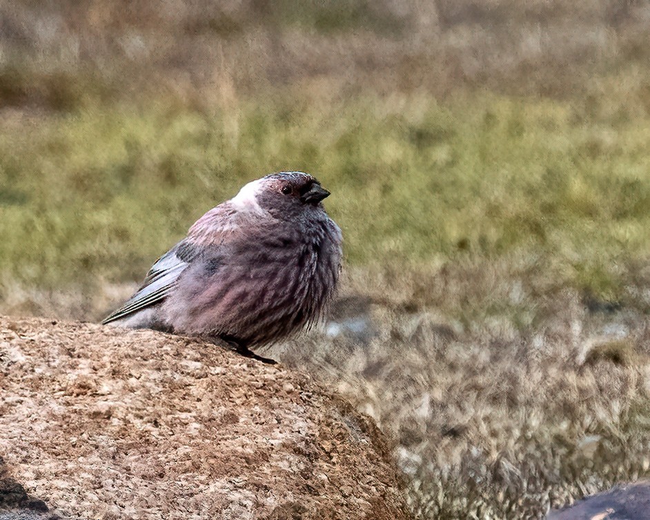 koksfjellfink - ML638713759