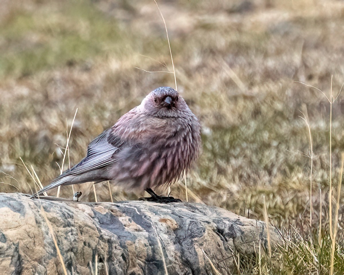 koksfjellfink - ML638713769