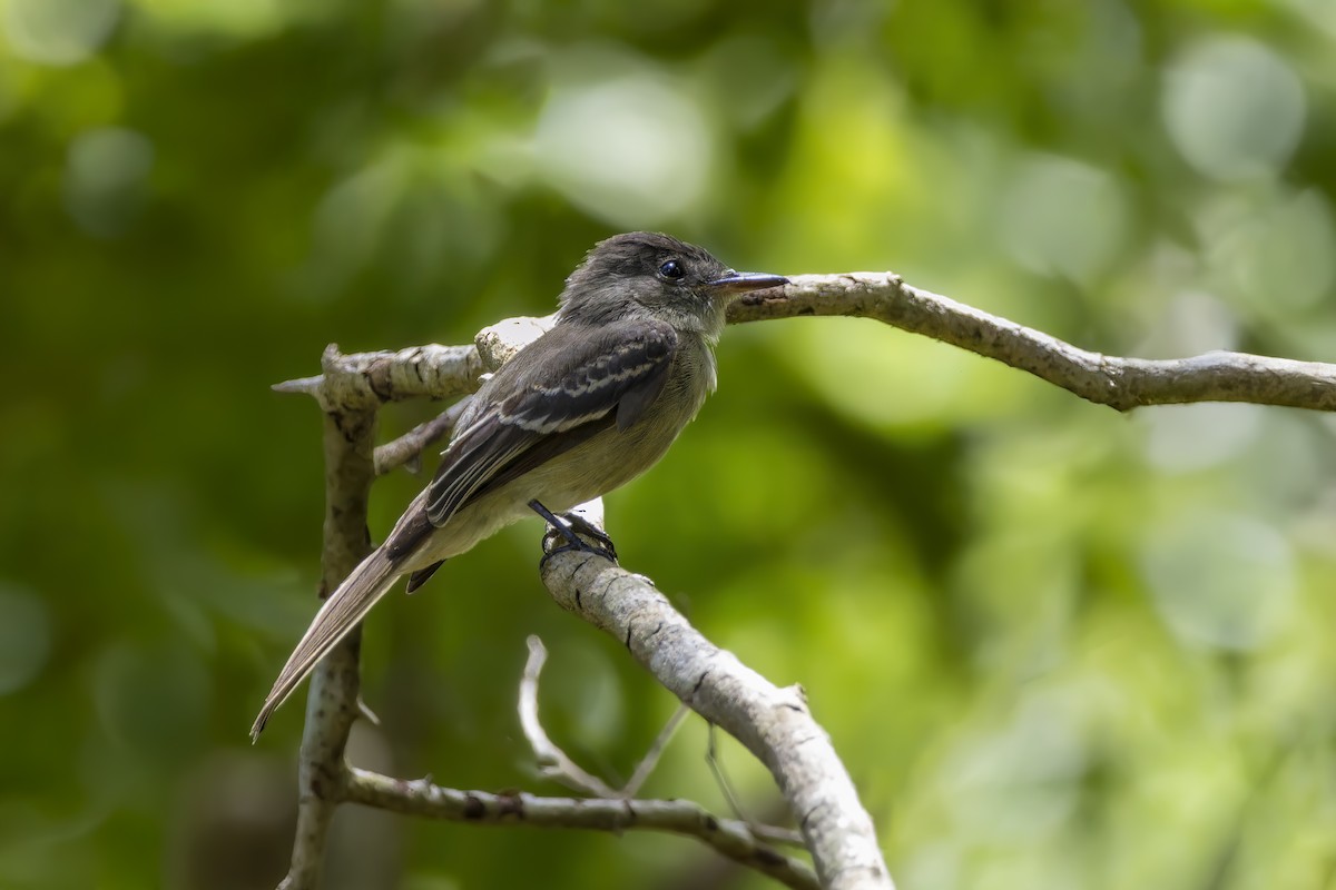 Hispaniolan Pewee - ML638713770