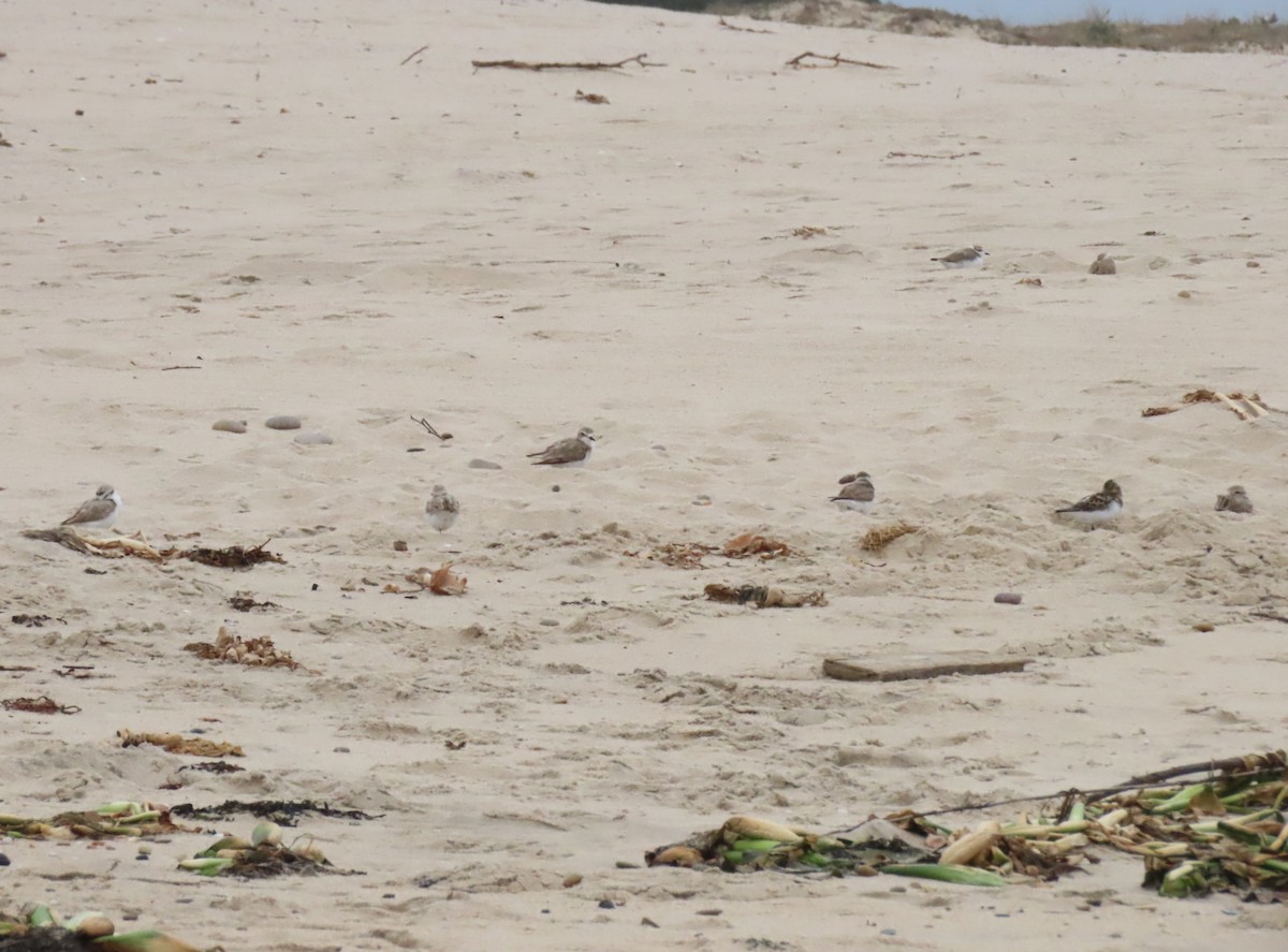 Sanderling - ML638713806