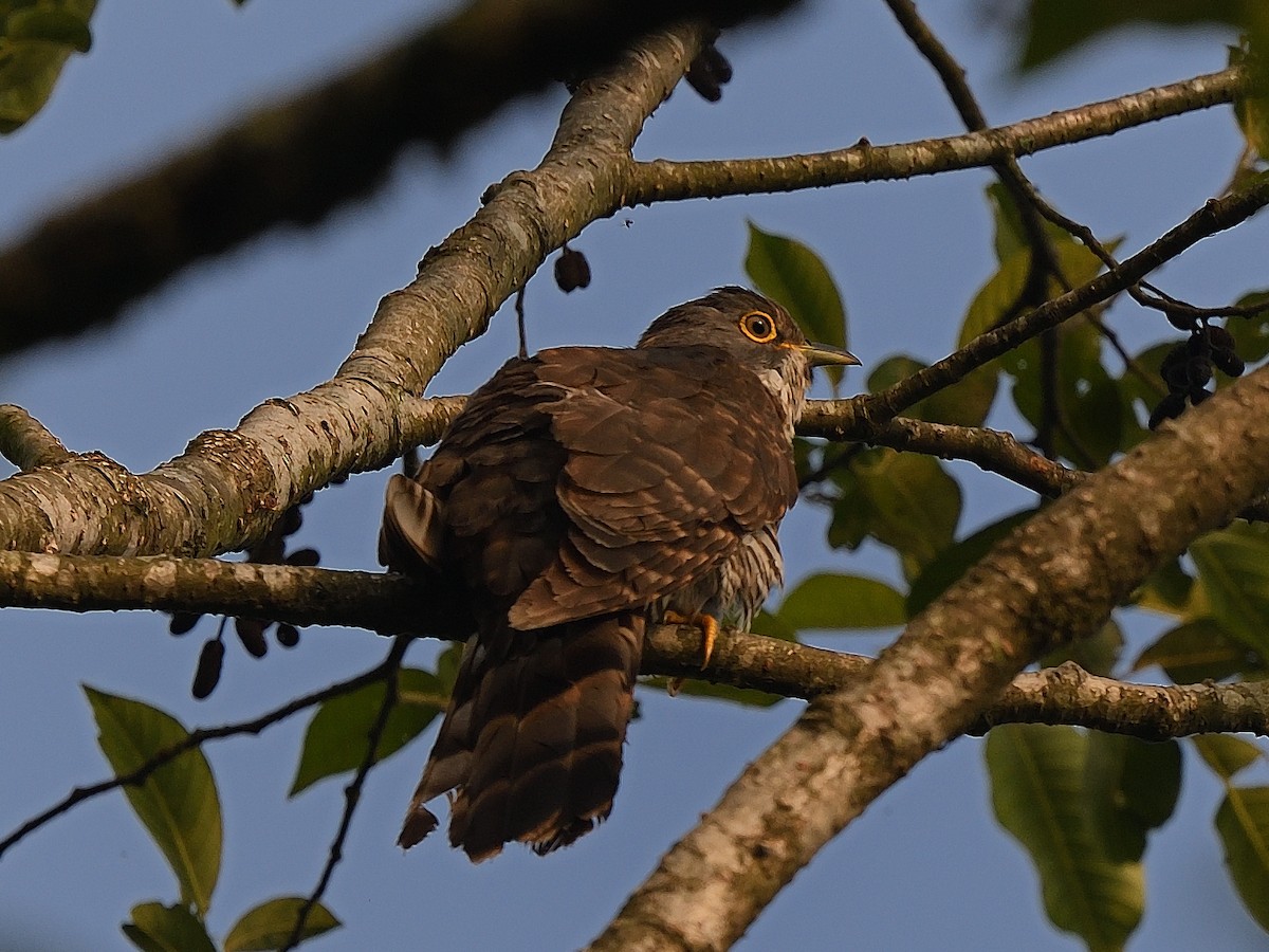 Large Hawk-Cuckoo - ML638713885
