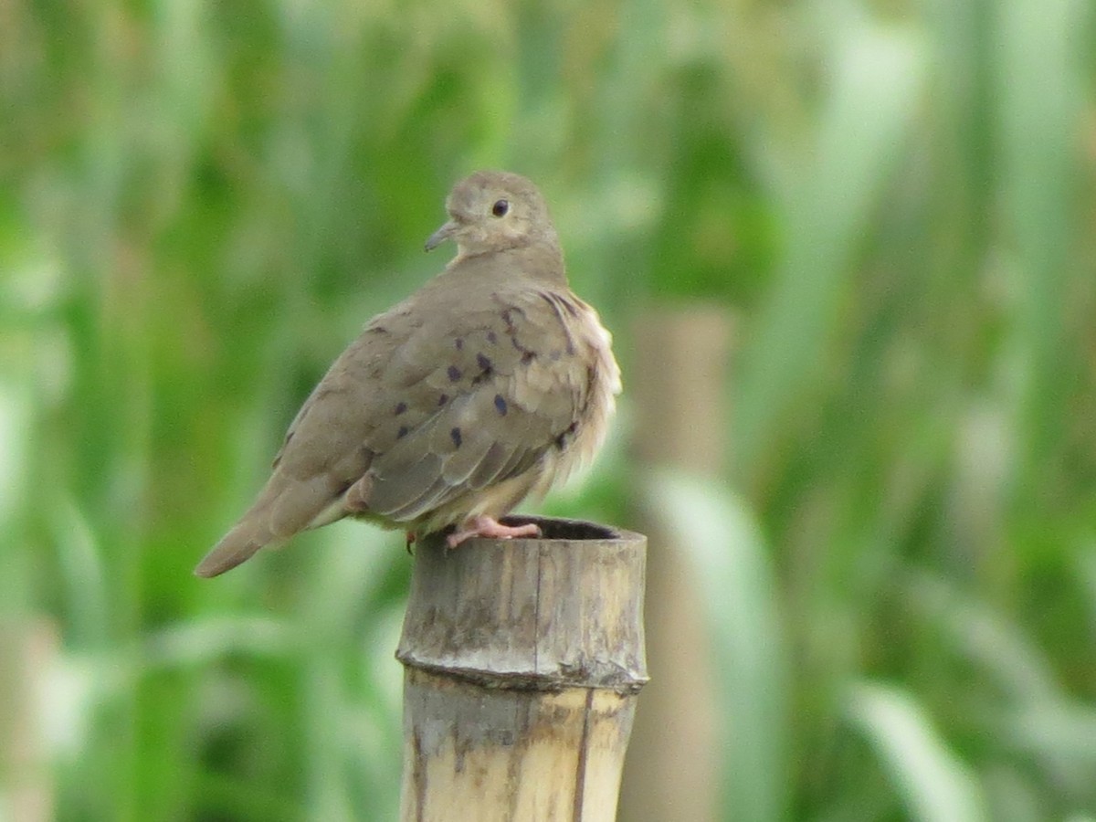 Plain-breasted Ground Dove - ML638713886