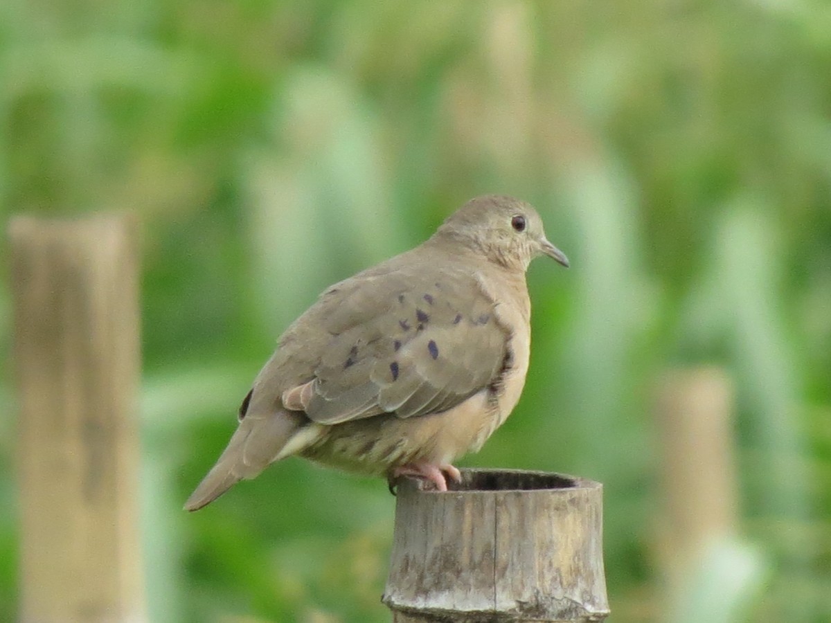 Plain-breasted Ground Dove - ML638713887