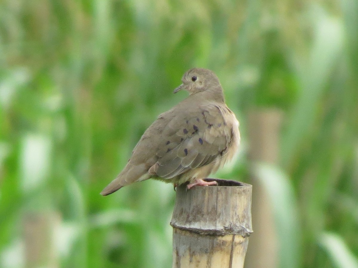 Plain-breasted Ground Dove - ML638713888