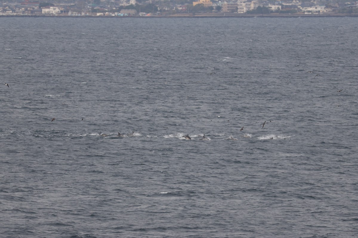 Baleine à bosse - ML638714026