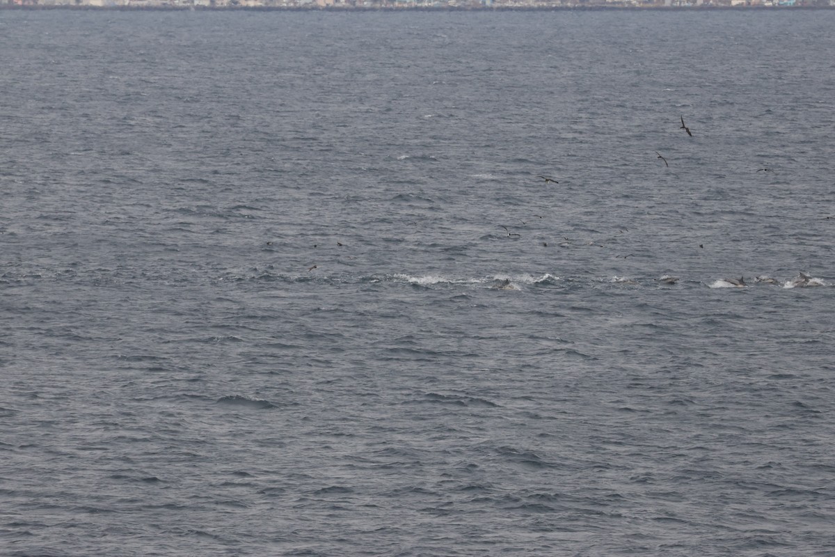 Baleine à bosse - ML638714027