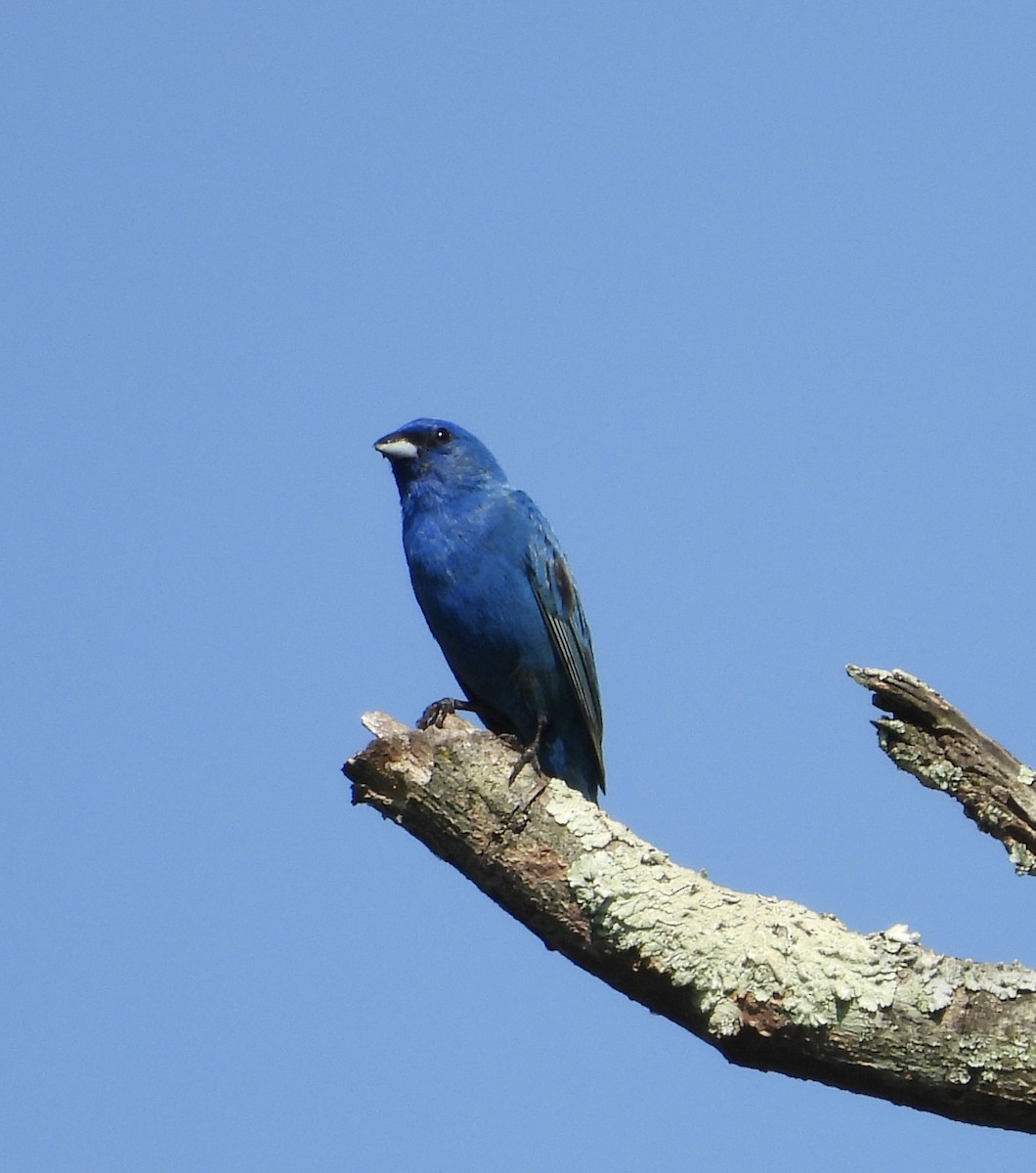 Indigo Bunting - ML638714038