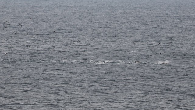 Baleine à bosse - ML638714044