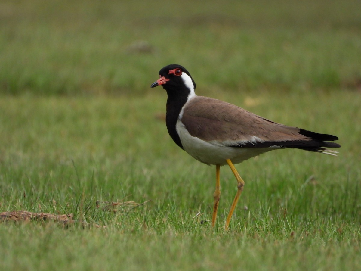 Red-wattled Lapwing - ML638714103