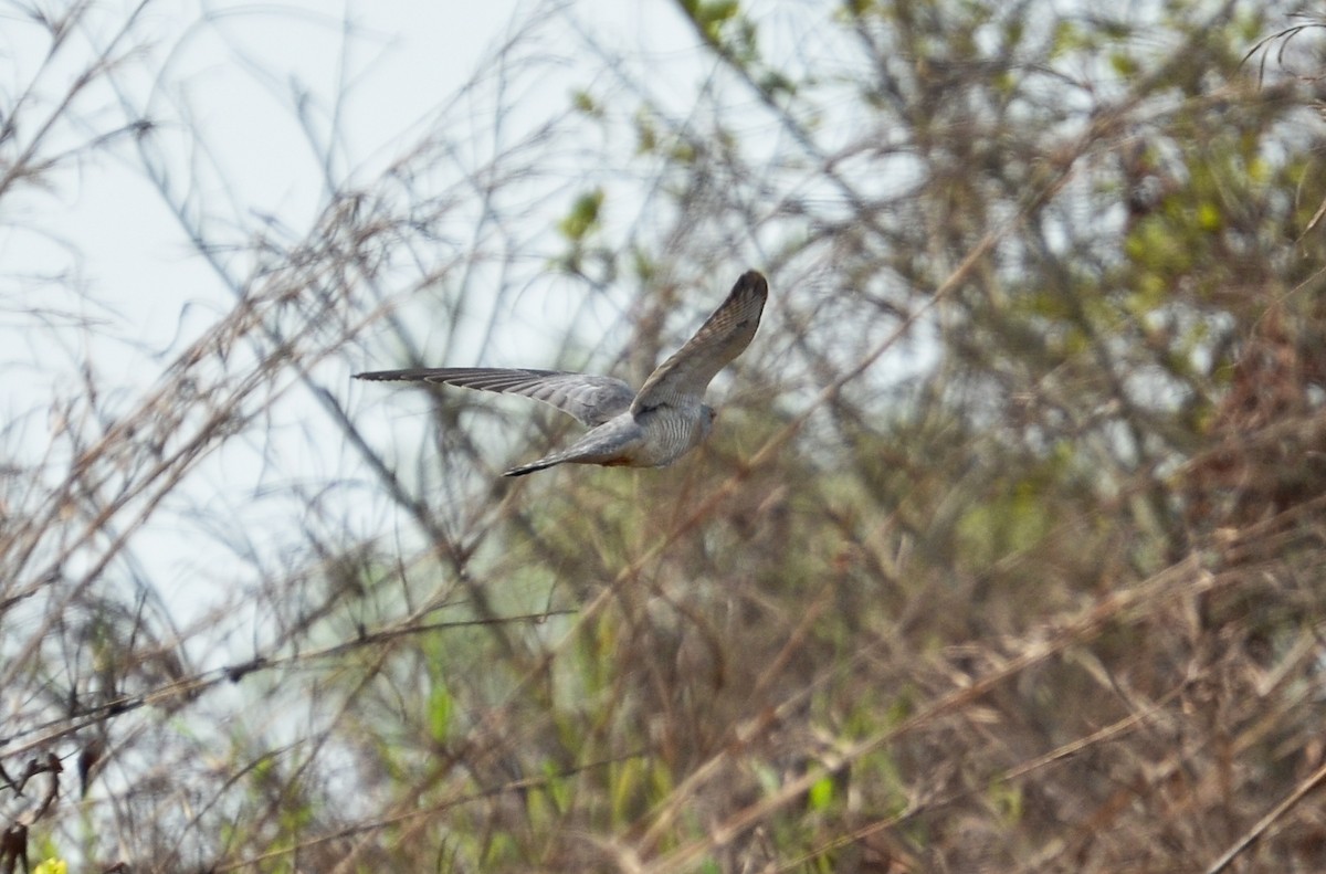 African Cuckoo - ML638714144