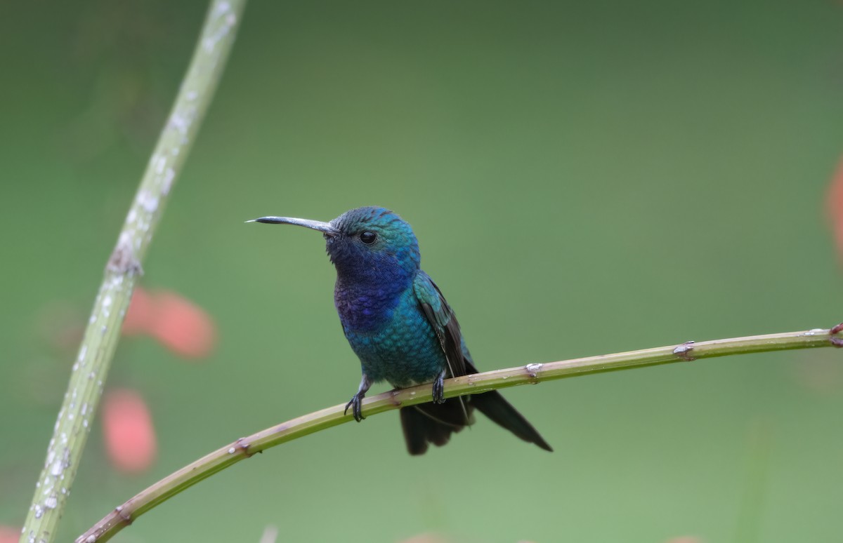 kolibřík safírovohrdlý - ML638714159