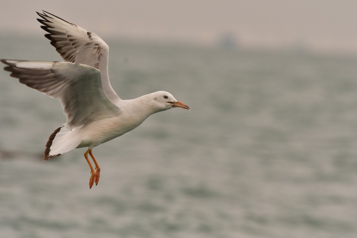 Slender-billed Gull - ML638714172