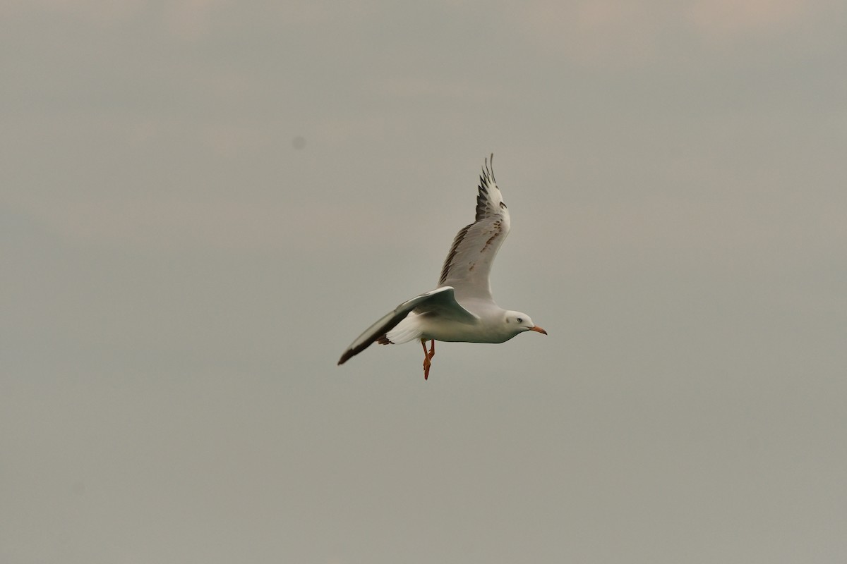 Slender-billed Gull - ML638714173
