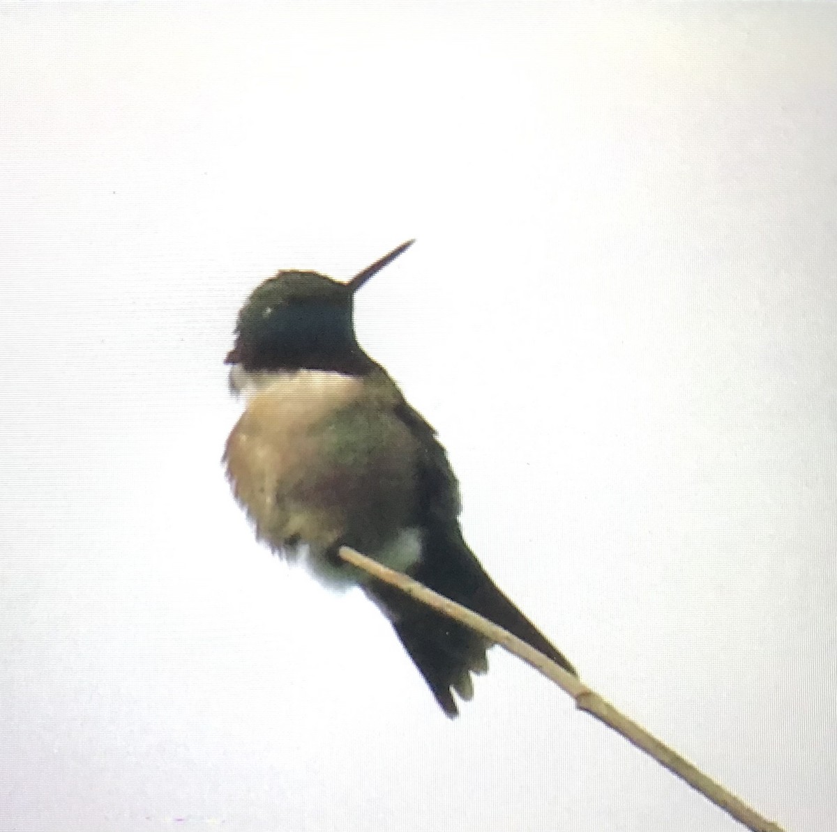 Ruby-throated Hummingbird - ML638714228