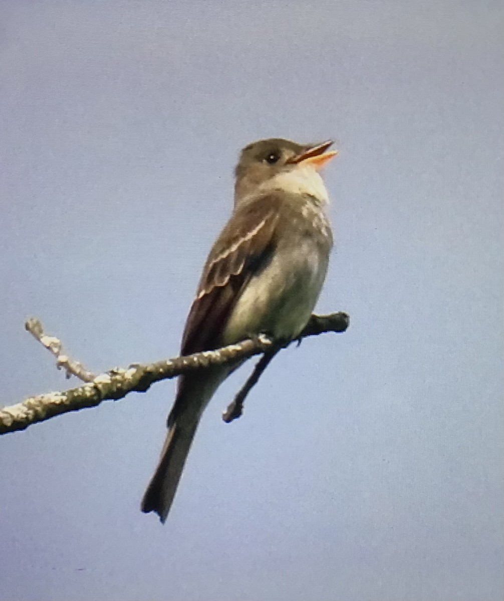 Eastern Wood-Pewee - ML638714235