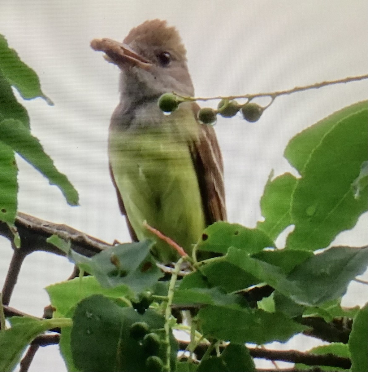 Great Crested Flycatcher - ML638714243